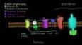 Biyoloji: Hücre Yapısı ve İşlevi ile ilgili video