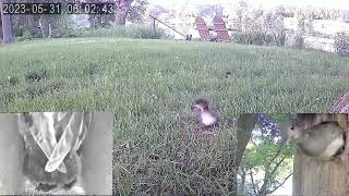 Hooded Merganser Nest Box Part 4, Fledge