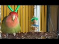 Cute Male Lovebird Sleepy ! #lovebird #sleepy  #cute #funny #bird #entertaiment #relaxingmusic