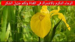 سورة التكوير. بصوت القارئ ريان المحيسني