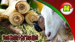 WASPADA RESIKONYA ! Fermentasi Pakan Ternak Pada Penggemukan Kambing Dan Sapi Cepat Besar - Durasi: 22.02. 