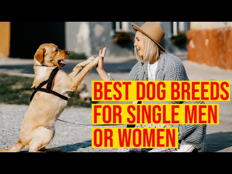 10 Best Dog Breeds For Single Men Or Women