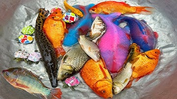 Kem Chanel lái công nông bắt cá ở ngõ ngập lụt cá chép, cá trê, cá sấu, cá màu sắc, con rùa, lươn