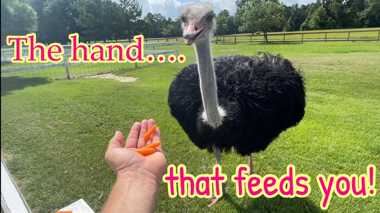 The hand that feeds. Don t bite the hand that feeds you. don&#039;t bite the hand that feeds you русский эквивалент. don t bite the hand that feeds you. нарисовать. heartsick hand that feeds.