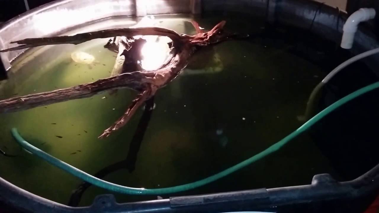 hatchling en francais HOW TO: CHEAP DIY Turtle Filter
