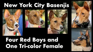 Four Red Boys and One Tri-color Female - New York City Basenji Meetup - 30 July 2023 by New York City Basenjis 282 views 9 months ago 1 minute, 56 seconds