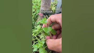 Thumbnail of An alternative herbal remedy is Chinese betel leaf. It's quite easy to prepare.