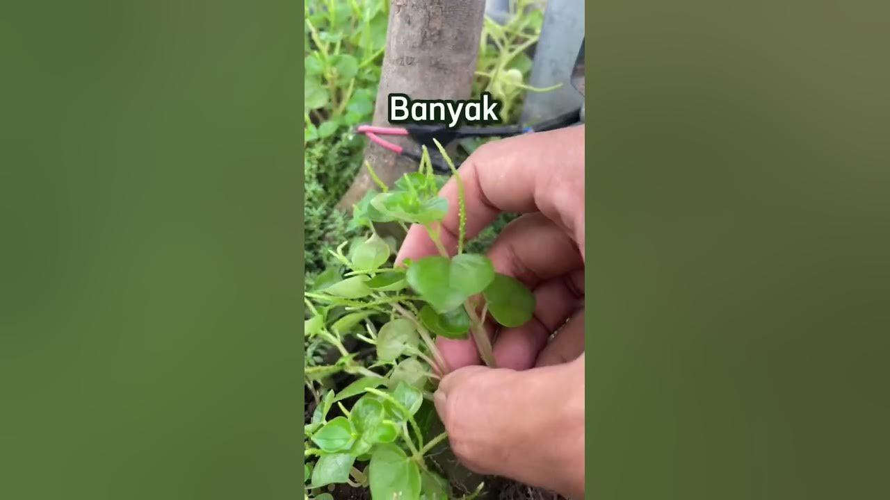 Alternatif obat herbal sirih cina. Cara olahnya cukup mudah
