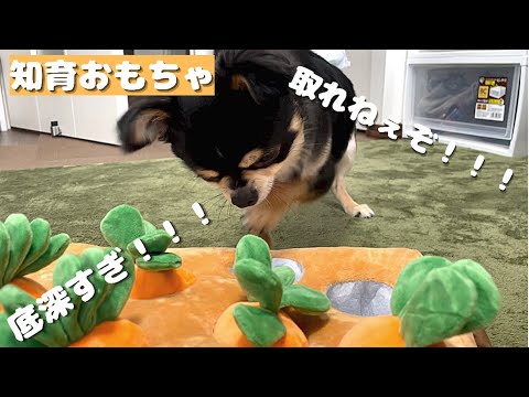 【ロングコートチワワ】今話題のにんじん畑で愛犬に知育しようとしたら大誤算の事態にwww