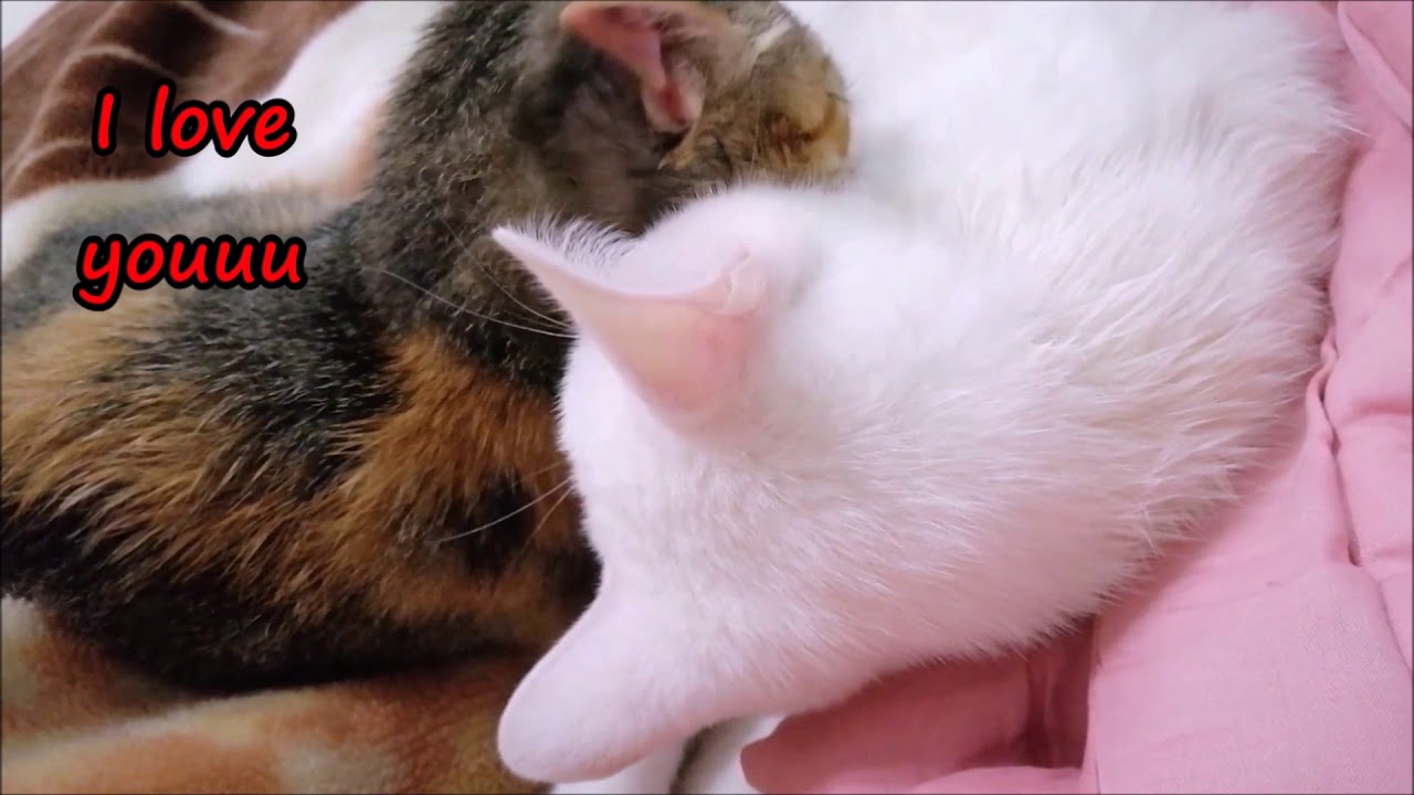 Cute cats (my rescue cats) funny cats 