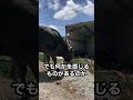 牛2頭の出荷🐃🐃