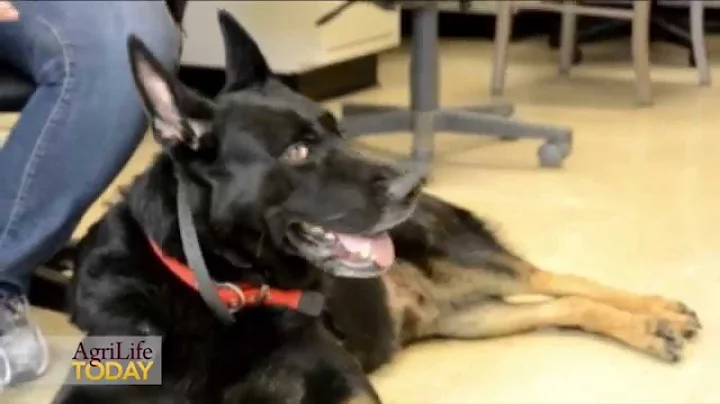 Furry Roommate Saves Life