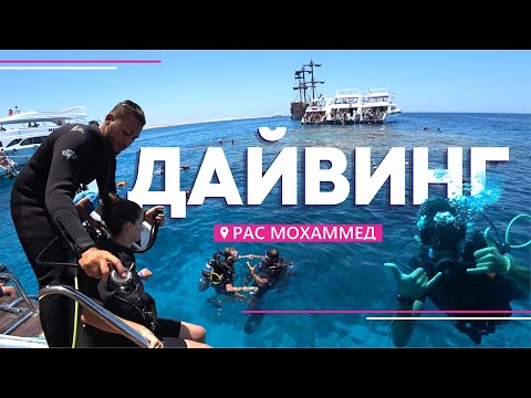 Видео: Лучшие места для дайвинга в египетском Красном море