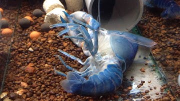 Cận cảnh bi tráng lúc Tôm lột xác (VietSub)