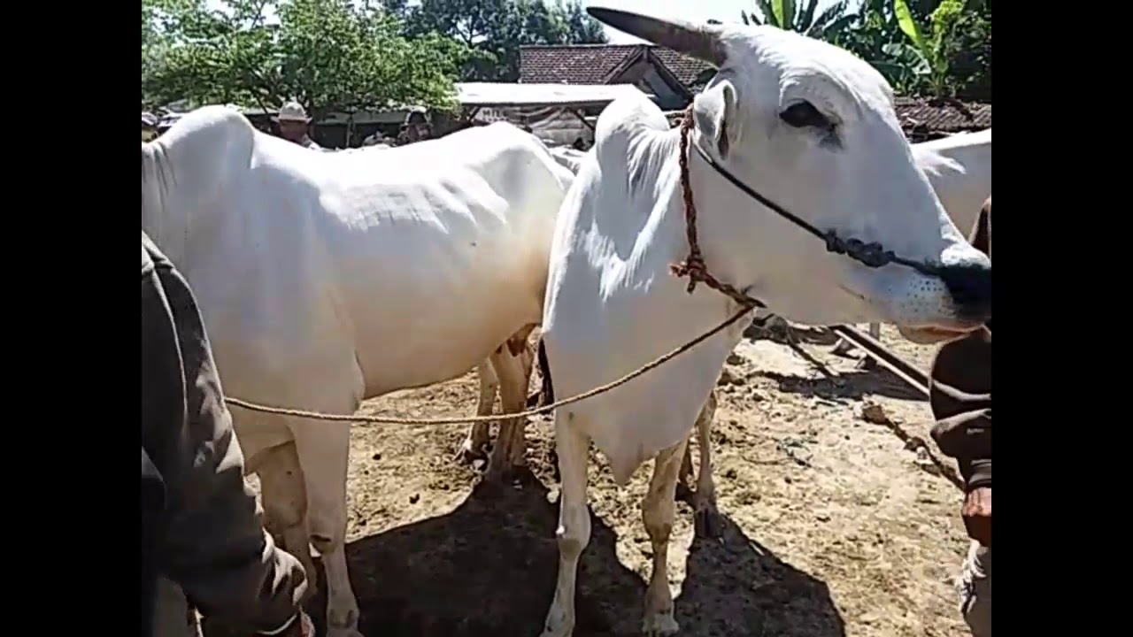 Harga Indukan Po pasar sapi Kragan - YouTube