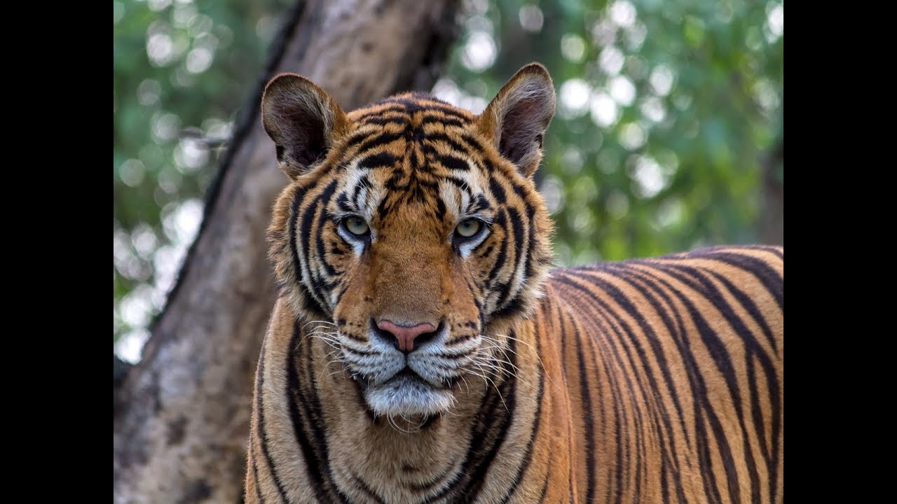 Kanha. Land of the Tiger | Full Documentary