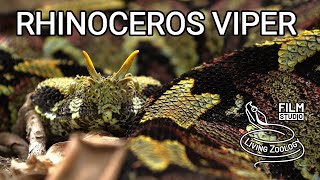 Deadly venomous Rhinoceros viper (Bitis nasicornis) from Africa, gabino - hybrid with Gaboon viper