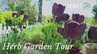 Herb Garden Tour | At Home with Ruth McKeaney | A Series with Homeworthy