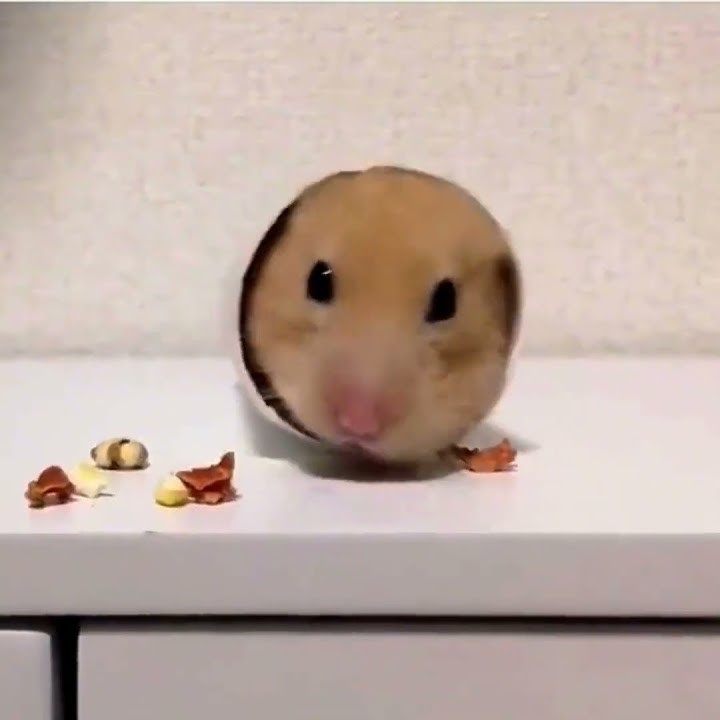 pats41 🎥 Capturing Pet Magic: Unmissable Moments and Adorable Shenanigans! 🐾✨ #PetMagic #ViralVibes