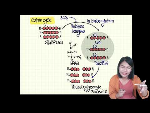 PAT2 I Biology I ปี 2562 I ข้อ 31