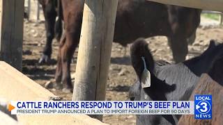 “It will shake our market”: Tennessee cattle farmers react to Trump’s plan to cut tariffs on