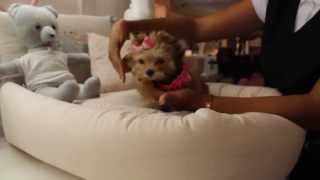 Demi 003C Teacup Morkie 2015 - teacuppuppiesstore - www.TeacupPuppiesStore.com 2016 WE SHIP