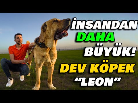 PHOTOSHOP ZANNEDECEKSİNİZ! Ziya Ünal ve Dev Köpeği \