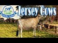 Jersey Cows Organic Dairy Farm