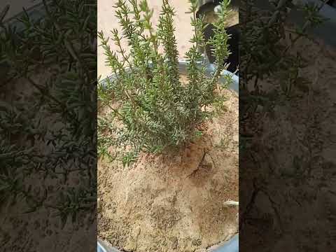 زراعة الزعتر في اصيص في سطح المنزل