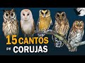 15 CANTOS de CORUJAS BRASILEIRAS | Qual você já ouviu?