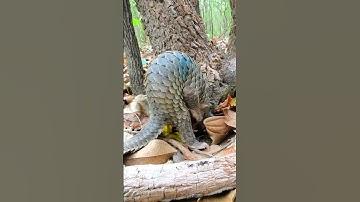 Discharge #tvwildlife #pangolin