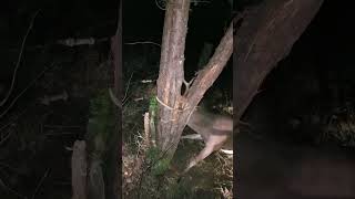 INCREDIBLE Nighttime Deer Rescue!