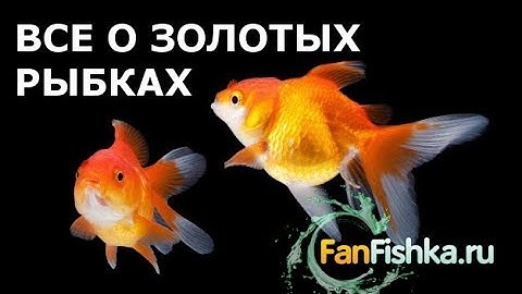 Все о Золотых Рыбках. Офигенный фильм!