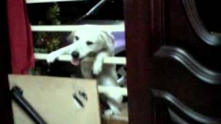 VID-20110207-00006