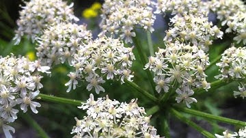 Common Hogweed (Heracleum Sphondylium) / Cow Parsnip - 2012-07-12