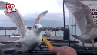 Aç Martılarla Dalga Geçen Çift