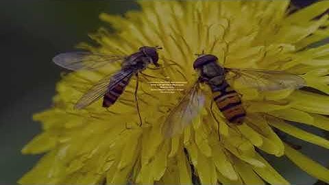 16 Surah An Nahl سورة النحل  The Bees by Mishary Rashid Alafasy   Wahidudin Khan