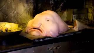 Blobfish Fast Facts by Dog Planet 4,578 views 8 years ago 1 minute, 35 seconds