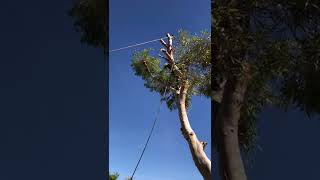 Safe Removal of a Branch over a Fence