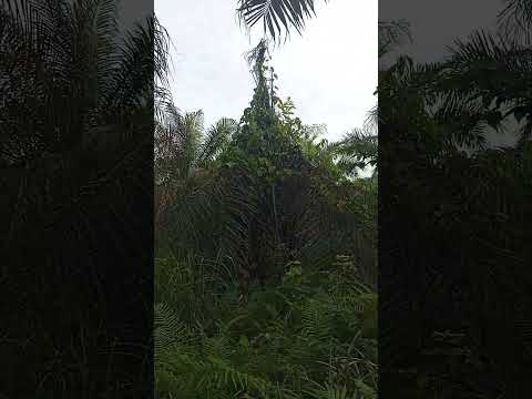 Efek Buruk Kebun