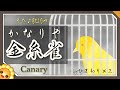 かなりや(♬歌を忘れた金糸雀は〜)byひまわり×2🌻歌詞付き|童謡|Canary|