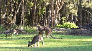 Wild Kangaroo and Koala on the Gold Coast!