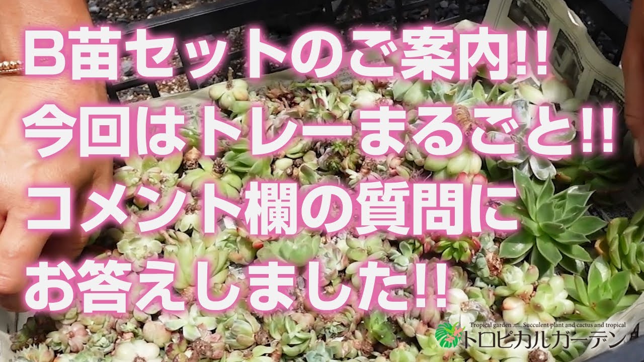 Succulent plants] Introducing the B seedling set!! This time it's