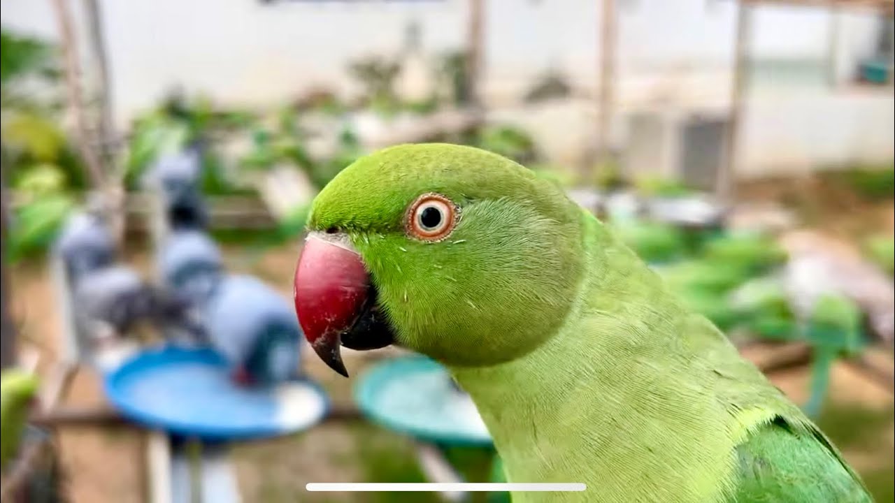 Latest Title & Thumbnail