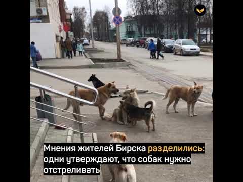 В Башкирии учитель спас детей от стаи бездомных собак