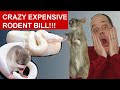 My Snake Food Bill Revealed: How Much I Spent on Feeder Rodents in 2020