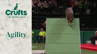 Agility  Medium and Intermediate/Large Novice ABC Final part 1 (Agility) | Crufts 2024