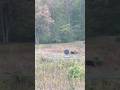 This is why you need to #getoutofthecar with us. #gettysburg #history #blackbear #thewheatfield