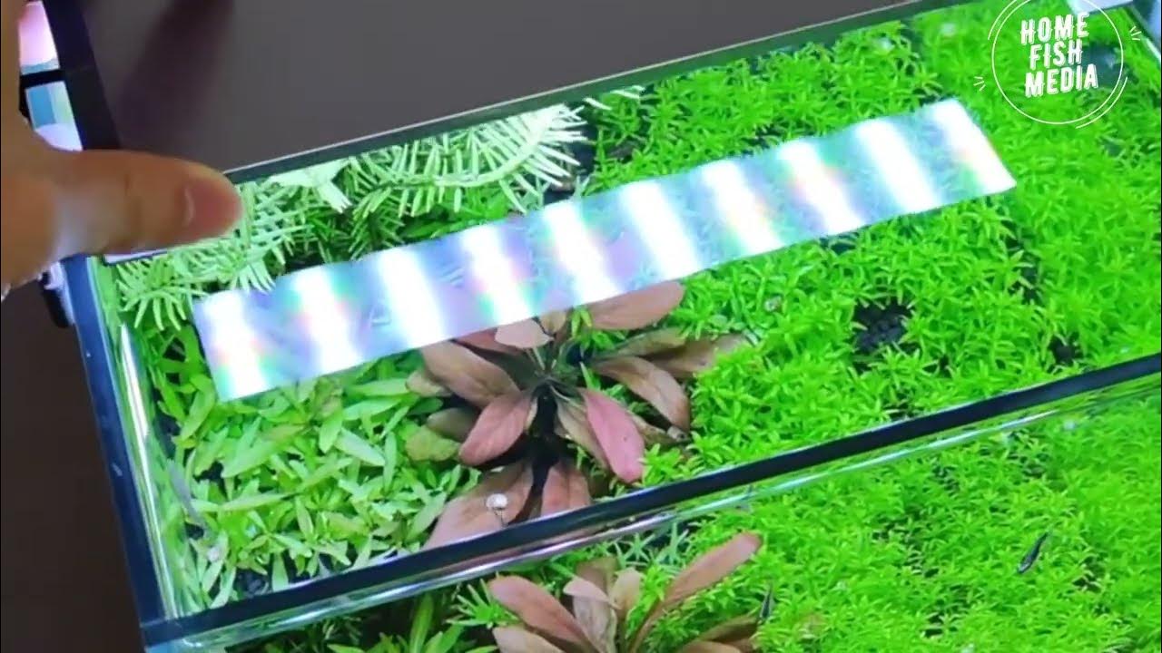 how to prepare mini tank for beautiful of KOI fish Betta fish golden fish 254 YouTube