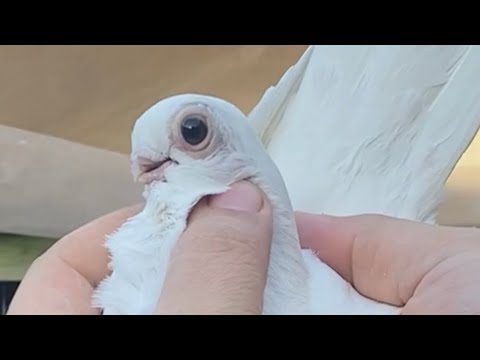 الارفلي العراقي الاصيل